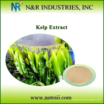 Polvo 100% natural de Kelp 60-80mesh, 100mesh, 200mesh